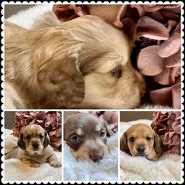 Dachshund Puppies from Little Lovelies Mini Dachshunds