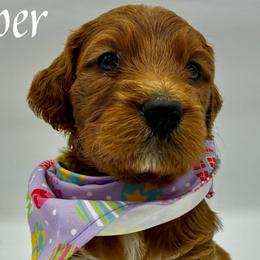 Cooper - Red  male Goldendoodle puppy in Travelers Rest, South Carolina from Bailey Mountain Doodles