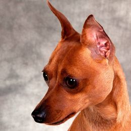 Miniature Pinschers from Peacock Miniature Pinschers