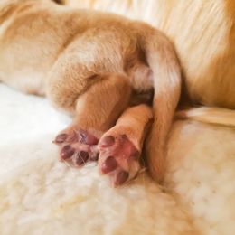 Golden Retriever Puppies from Margaret Tatur's Golden Retrievers