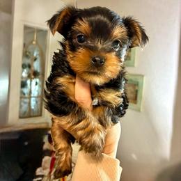 Gideon - Black and tan male Yorkshire Terrier puppy in Yuma, Arizona from Yuma Yorkie