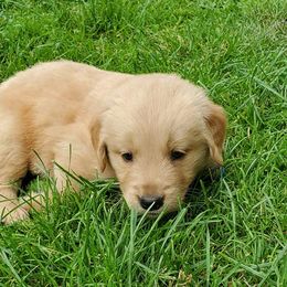 Golden Retrievers from Redwood Golden Retrievers