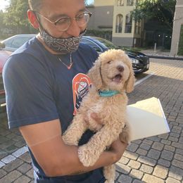 Goldendoodle Puppies from Labradoodleday