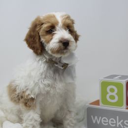 Australian Labradoodles from Pacific Coast Doodles