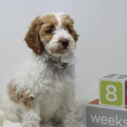 Australian Labradoodles from Pacific Coast Doodles