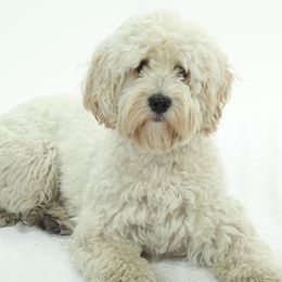 Bailey - Australian Labradoodle