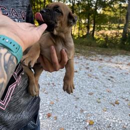 Eleanor - Fawn female Cane Corso puppy in Brazil, In, Indiana from Lazy A Ranch & Kennels