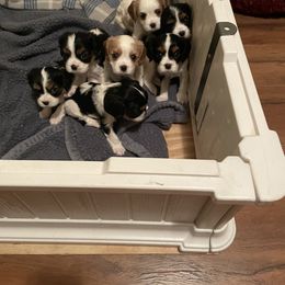 Cavalier King Charles Spaniels from Herrons King Cavaliers