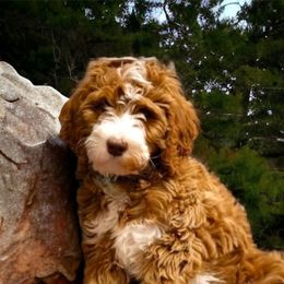 Waffles - Goldendoodle