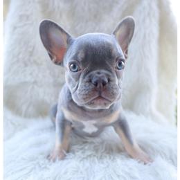 Boy 3 - Tricolors male French Bulldog puppy in Waxahachie, Texas from Andrea - Dallas Frenchie Connect