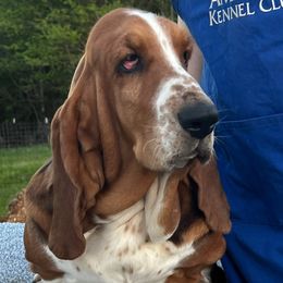 Georgia - Basset Hound