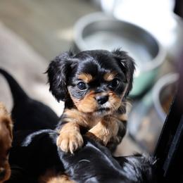 Annie - Black and tan female Cavalier King Charles Spaniel puppy in Payette, Idaho from Stonewick Retrievers