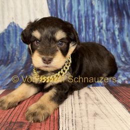 Max AKC 3,400 Phantom - Liver male Miniature Schnauzer puppy in Dayton, Texas from Von Baron Schnauzers