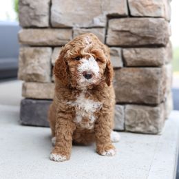 Yellow - Caramel red female Australian Labradoodle puppy in Williamstown, New York from Lewis Manor Labradoodles