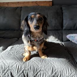 Poppy - Dachshund