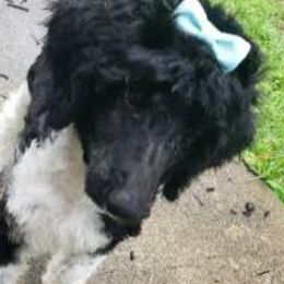 Goldendoodles and Poodles from The Puppy Patch