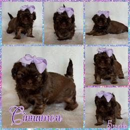 Cinnamon - Red female Shih Tzu puppy in Yelm, Washington from Lala's All Star Shih Tzu