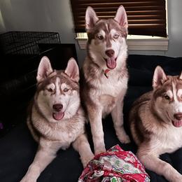 Siberian Huskies from Boon Hill Huskies