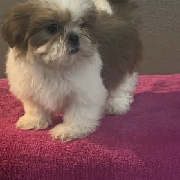 Luna - Red and white female Shih Tzu puppy in Eastvale, California from Gigi’s Shih tzu