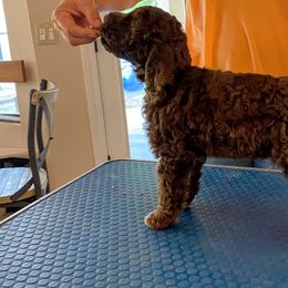 Lagotto Romagnolo Puppies from Crescendo Lagotto Romagnolos