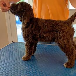 Lagotto Romagnolo Puppies from Crescendo Lagotto Romagnolos
