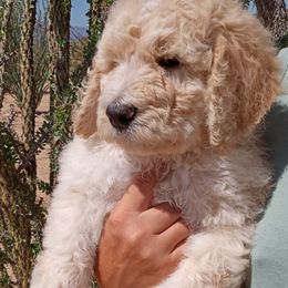 Poodle Puppies from Southwest Standards