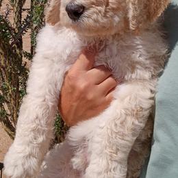 Poodle Puppies from Southwest Standards