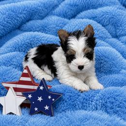 Roo - Black tan and white male Biewer Terrier puppy in Cartersville, Georgia from Alpha Tiny Paws