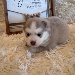 Female 2 - Blue female Pomsky puppy in Bucyrus, Missouri from Hill Top Pomskies