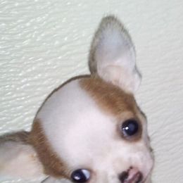 Australian Shepherd and Chihuahua Puppies from RockyTop Hearts