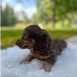 Landon - Chocolate and cream male Dachshund puppy in Colbert, Georgia from Southern Drawl Dachshunds