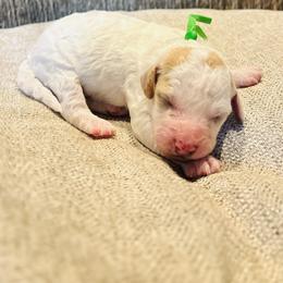Spike - Red and white male Cockapoo puppy in Kingfisher, Oklahoma from Perdue Puppies