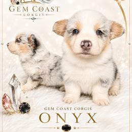 Onyx - Blue merle and white male American Corgi puppy in Mariposa, California from Gem Coast Corgis