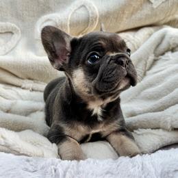 Girl 1 - Blue female French Bulldog puppy in City Of Industry, California from Cert. Frenchies
