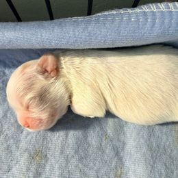 Vixen - White female Shih Tzu puppy in Orlando, Florida from Jenny's Shih Tzus