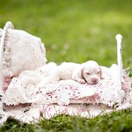 AKC Opal - Cream female Dachshund puppy in Knox City, Missouri from Brittney's Dachshunds