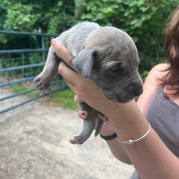 Gata - Blue male Great Dane puppy in Marlow, New Hampshire from Fox Hill Danes