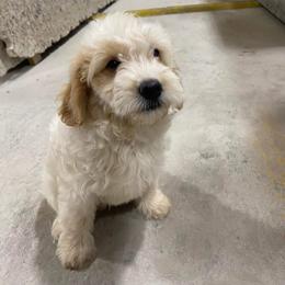 Aussiedoodle Puppies from Double E Doodles