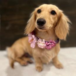 Violet - Cream female Dachshund puppy in Dothan, Alabama from Little House Pups