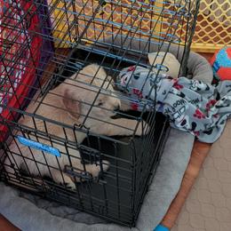 Golden Retriever Puppies from Sola Mae's Goldens