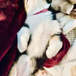 Pembroke Welsh Corgi Puppies from Loves Classic Corgis