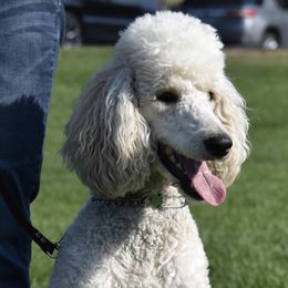 Poodles from My Diamond In The Ruff Standard Poodles