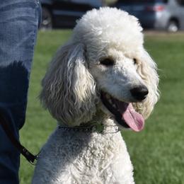 Poodles from My Diamond In The Ruff Standard Poodles