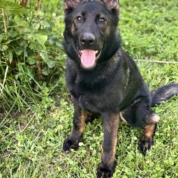 Yara - German Shepherd