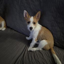 Sissy - Fawn female Portuguese Podengo Pequeno puppy in Santa Rosa, California from Averson Podengo Pequenos