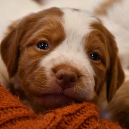Ruger - Orange roan male Brittany puppy in Hollidaysburg, Pennsylvania from Royal Flush Farms