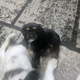 Cocker Spaniel Puppies from VanTrees Cocker Spaniels