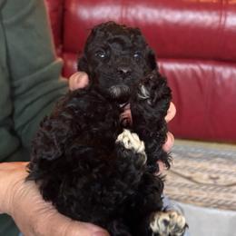 Laney - Silver female Poodle puppy in Florence County, South Carolina from Modern Family Standards