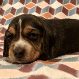 Beagle Puppies from Beech Grove Beagles