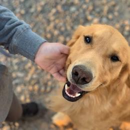 Terry - Golden Retriever